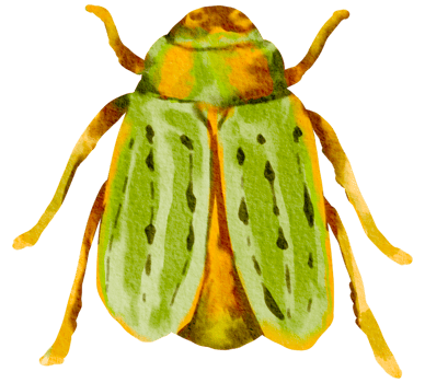 Bug watercolor insect hand painted png