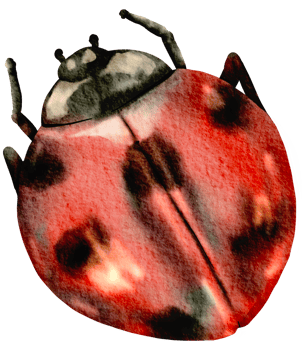 Bug watercolor insect hand painted png