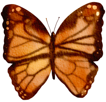butterfly watercolor insect hand painted png