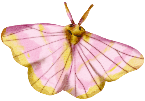 butterfly watercolor insect hand painted png