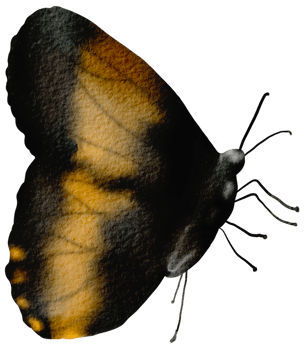 butterfly watercolor insect hand painted png