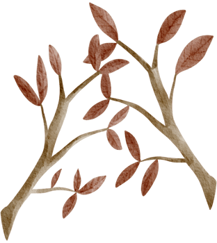 Boho Botanical watercolor hand painted png