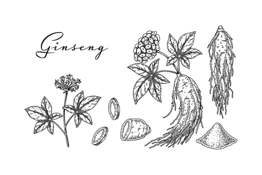 Set of hand drawn wild ginseng root with leaves and berries isolated on white background. Botanical vector illustration in sketch style for packaging, logo, scientific articles design