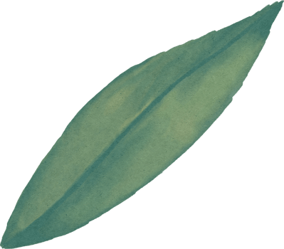water colour leaf png