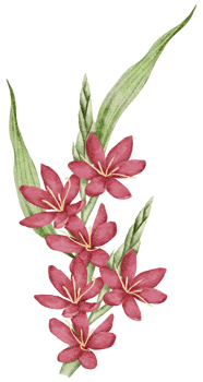 Watercolor Pink Floral Botanical png