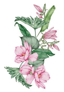 Watercolor Pink Floral Botanical png