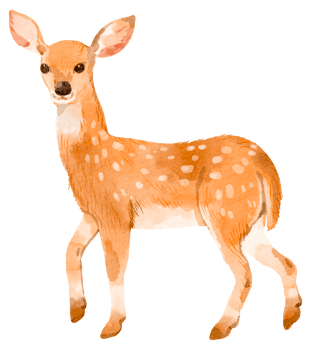 Woodland adorable animal watercolor png