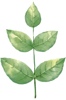 foliage watercolor leaf hand painted png