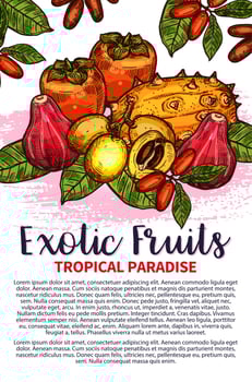 Vector fruits exotic tropical fruit sketch poster