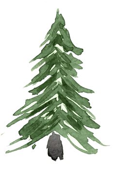 watercolor firtree christmas illustration png