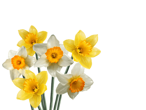 bouquet of blooming narcissus flowers spring wallpaper png