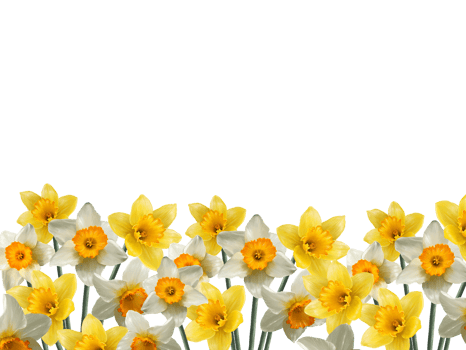 field of blooming daffodils spring wallpaper png