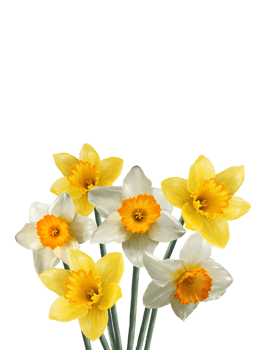 bouquet of narcissus flowers spring wallpaper png