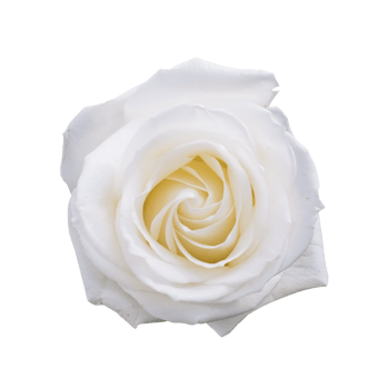 white rose transparent png