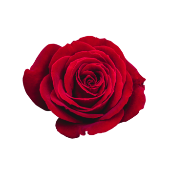 red rose transparent png