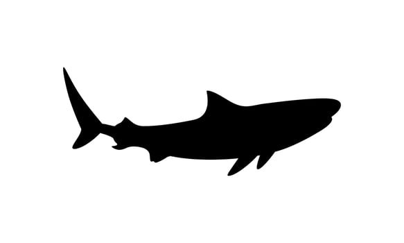 Shark Silhouette for Logo, Pictogram, Website, Art Illustration, Infographic, or Graphic Design Element. Vector Illustration