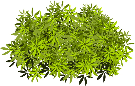bush leaves png