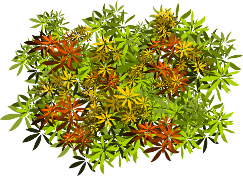 bush leaves png