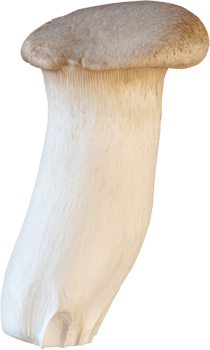 isolated king trumpet mushroom png
