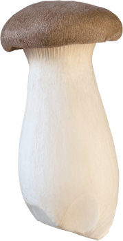 isolated king trumpet mushroom png