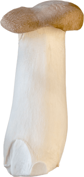 isolated king trumpet mushroom png