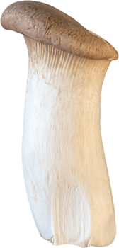isolated king trumpet mushroom png