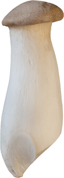isolated king trumpet mushroom png