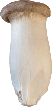 isolated king trumpet mushroom png