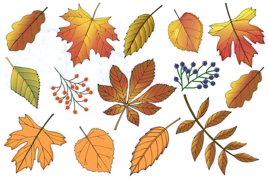 Set of autumn leaves.Autumn leaves hand-drawn.Flat vector illustration.