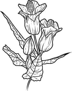 Flower hybrid abutilon Sketch line art isolated on white background. Black and white drawing of a flower. Drawing by hand. vector