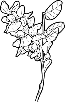 Acacia flowers and leaves Sketch line art vector