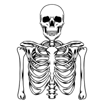 Human skeleton vector art