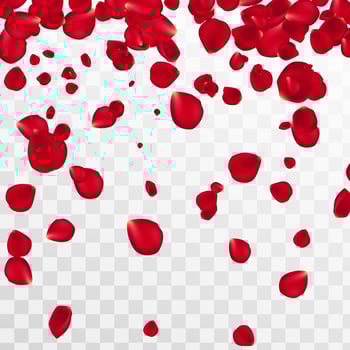 Abstract background with flying red rose petals on a white transparent background. Vector illustration. EPS 10. Rose petals vector illustration