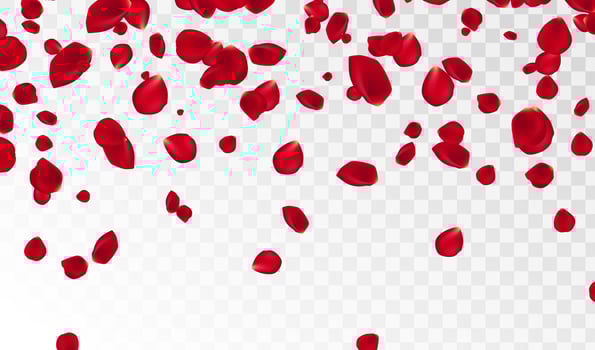 Abstract background with flying red rose petals on a white transparent background. Vector illustration. EPS 10. Rose petals vector illustration