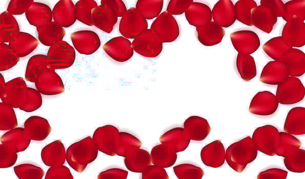 Red rose petals against white background. Eps 10 vector. Vector red rose petals background.