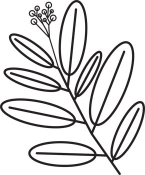 simplicity floral leaf drawing png