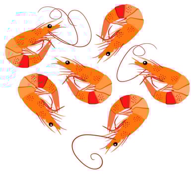 Vector isolated illustration of shrimps.