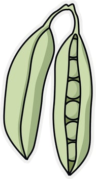 Two pods of fresh green peas vector