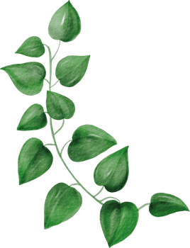 cutout devil ivy plant watercolor simplicity painting. png