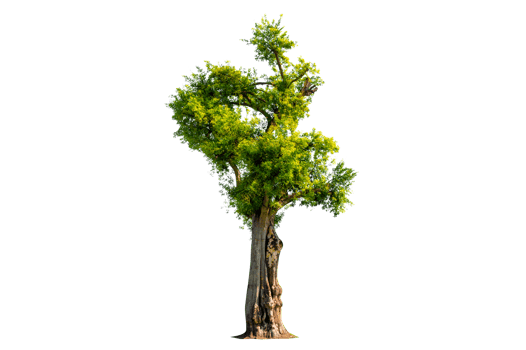 Tree Shrub Garden Decoration Isolate on transparent background PNG file