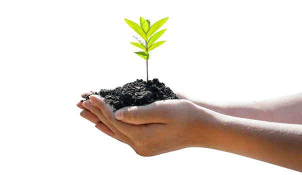 tree sapling in human hands Isolate on transparent background PNG file