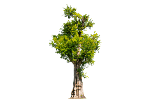 Tree Shrub Garden Decoration Isolate on transparent background PNG file