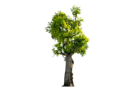 Tree Shrub Garden Decoration Isolate on transparent background PNG file