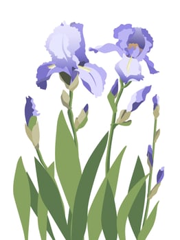 Composition of blue iris flowers isolated on white background vector