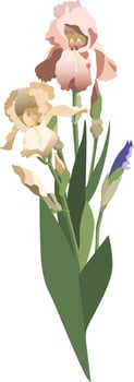 Bunch of yellow, purple irises with leaves and buds, isolated on white background vector