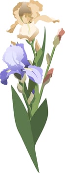 Bunch of yellow, purple irises with leaves and buds, isolated on white background vector