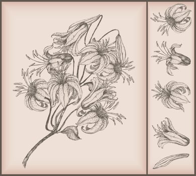 Vintage flower drawing vector