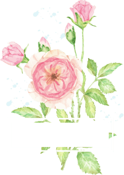 watercolor pink rose flower branch bouquet frame png