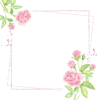 watercolor beautiful pink English rose flower bouquet with frame banner or logo square png