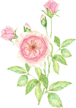 watercolor beautiful English rose flower branch bouquet png